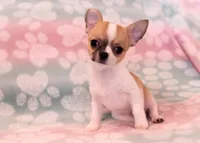 AKC SPLIT, a male Chihuahua for sale in Troy, MO – 2 of 3