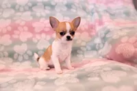 AKC SWOOSH, a female Chihuahua for sale in Troy, MO – 5 of 7