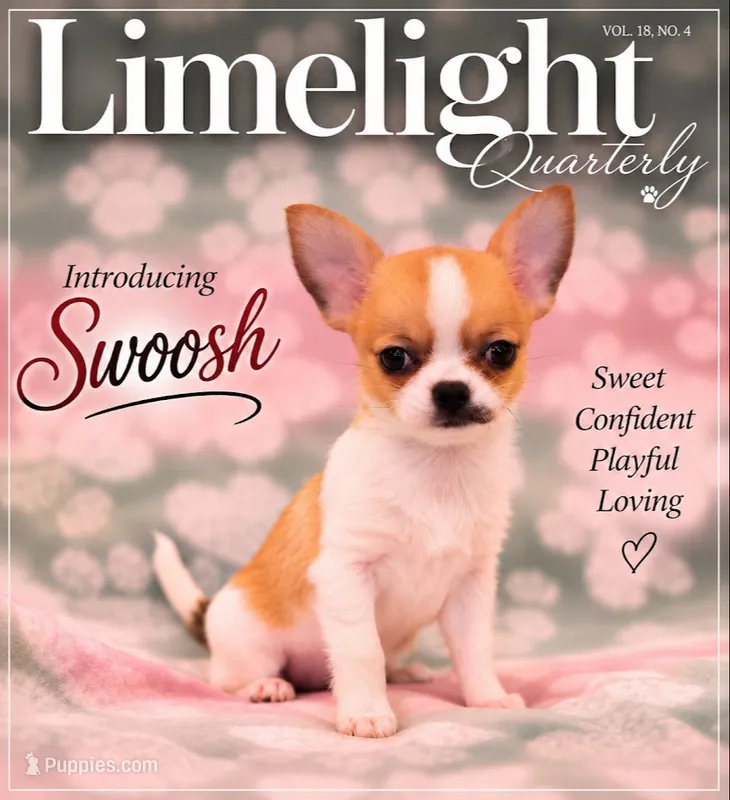 AKC SWOOSH – Chihuahua puppy for sale in Troy, MO