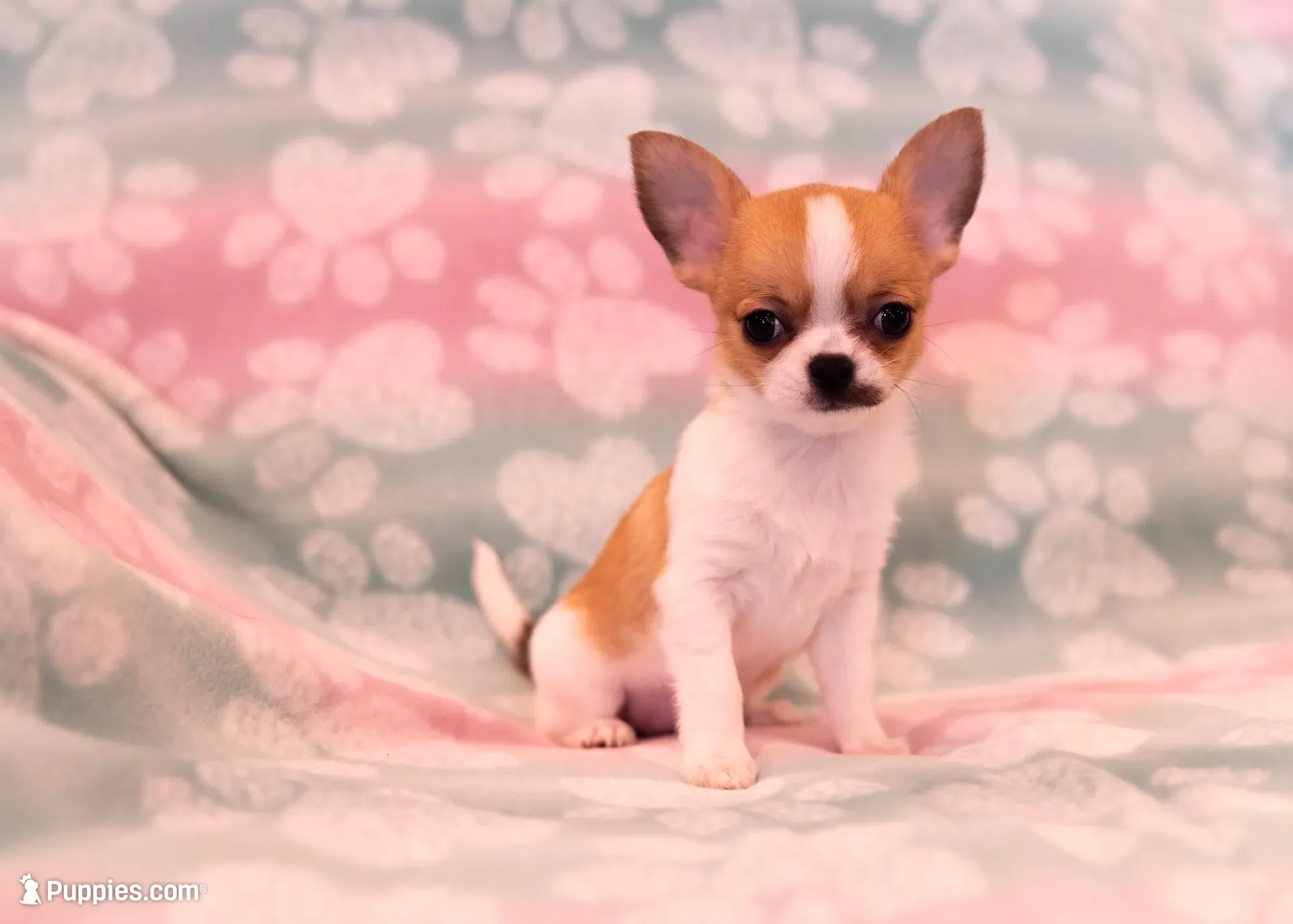AKC SWOOSH, a female Chihuahua for sale in Troy, MO – 2 of 7