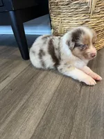 AKC Red Merle Male - DEAN, a male Australian Shepherd for sale in Ludowici, GA – 1 of 9