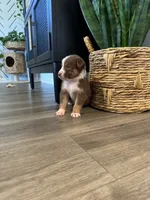 AKC Red Tri Male - Junior, a male Australian Shepherd for sale in Ludowici, GA – 2 of 7