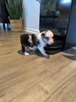 AKC Blue Merle Male - TIM, a male Australian Shepherd for sale in Ludowici, GA – 1 of 10