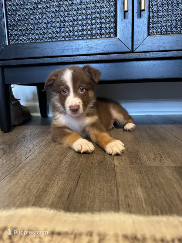 AKC Red Tri Male - Junior – Australian Shepherd puppy on hold in Ludowici, GA