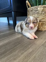 AKC Red Merle Male - DEAN, a male Australian Shepherd for sale in Ludowici, GA – 2 of 9