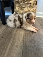AKC Red Merle Male - DEAN, a male Australian Shepherd for sale in Ludowici, GA – 8 of 9