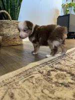 AKC Red Merle Female - PENNY, a female Australian Shepherd for sale in Ludowici, GA – 2 of 9