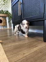 AKC Blue Merle Male - BOB, a male Australian Shepherd for sale in Ludowici, GA – 3 of 9