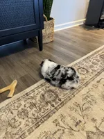 AKC Blue Merle Male - CHONK, a male Australian Shepherd for sale in Ludowici, GA – 8 of 9