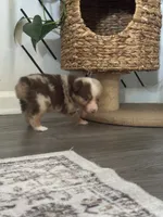 AKC Red Merle Female - DAISY, a female Australian Shepherd for sale in Ludowici, GA – 6 of 10