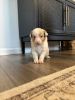 AKC Red Merle Male - DOUG, a male Australian Shepherd for sale in Ludowici, GA – 2 of 8