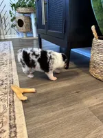 AKC Blue Merle Male - CHONK, a male Australian Shepherd for sale in Ludowici, GA – 7 of 9