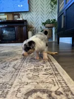 AKC Blue Merle Male - CHONK, a male Australian Shepherd for sale in Ludowici, GA – 5 of 9