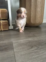 AKC Red Merle Female - DAISY, a female Australian Shepherd for sale in Ludowici, GA – 5 of 10
