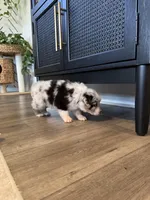 AKC Blue Merle Male - BOB, a male Australian Shepherd for sale in Ludowici, GA – 2 of 9