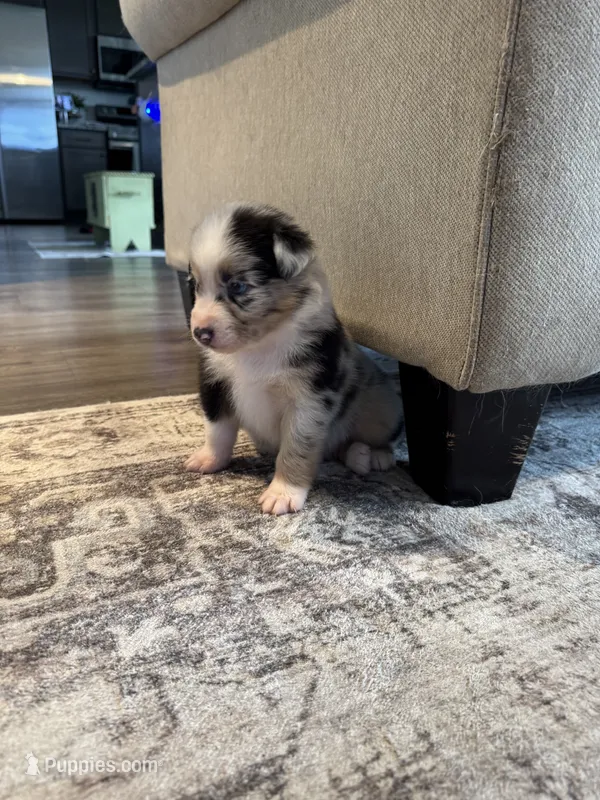 AKC Blue Merle Male - BOB – Australian Shepherd puppy for sale in Ludowici, GA