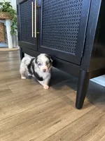 AKC Blue Merle Male - BOB, a male Australian Shepherd for sale in Ludowici, GA – 5 of 9
