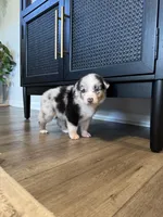 AKC Blue Merle Male - BOB, a male Australian Shepherd for sale in Ludowici, GA – 9 of 9