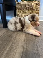 AKC Red Merle Male - DEAN, a male Australian Shepherd for sale in Ludowici, GA – 3 of 9