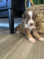 AKC Red Tri Male - Junior, a male Australian Shepherd for sale in Ludowici, GA – 6 of 7