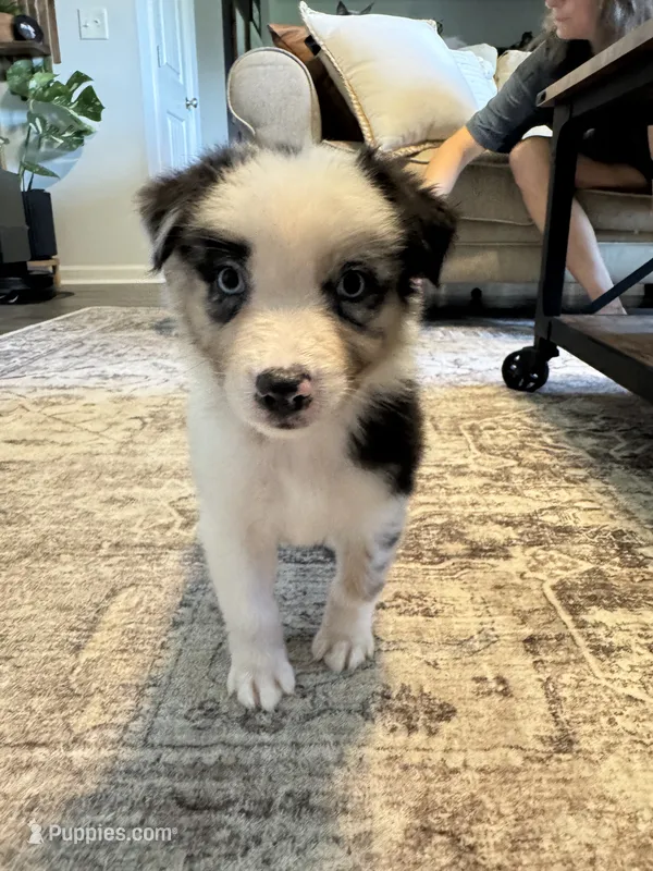 AKC Blue Merle Male - TIM – Australian Shepherd puppy on hold in Ludowici, GA