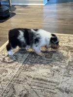 AKC Blue Merle Male - TIM, a male Australian Shepherd for sale in Ludowici, GA – 9 of 10