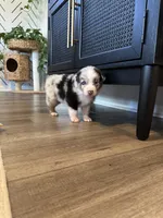 AKC Blue Merle Male - BOB, a male Australian Shepherd for sale in Ludowici, GA – 6 of 9