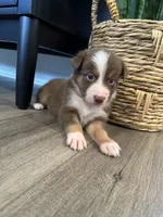 AKC Red Tri Male - Junior, a male Australian Shepherd for sale in Ludowici, GA – 7 of 7