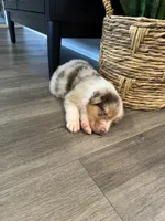 AKC Red Merle Male - DEAN, a male Australian Shepherd for sale in Ludowici, GA – 5 of 9