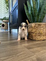 AKC Blue Merle Male - CHONK, a male Australian Shepherd for sale in Ludowici, GA – 1 of 9