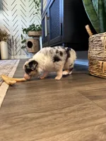 AKC Blue Merle Male - CHONK, a male Australian Shepherd for sale in Ludowici, GA – 6 of 9