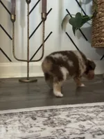 AKC Red Merle Female - DAISY, a female Australian Shepherd for sale in Ludowici, GA – 2 of 10