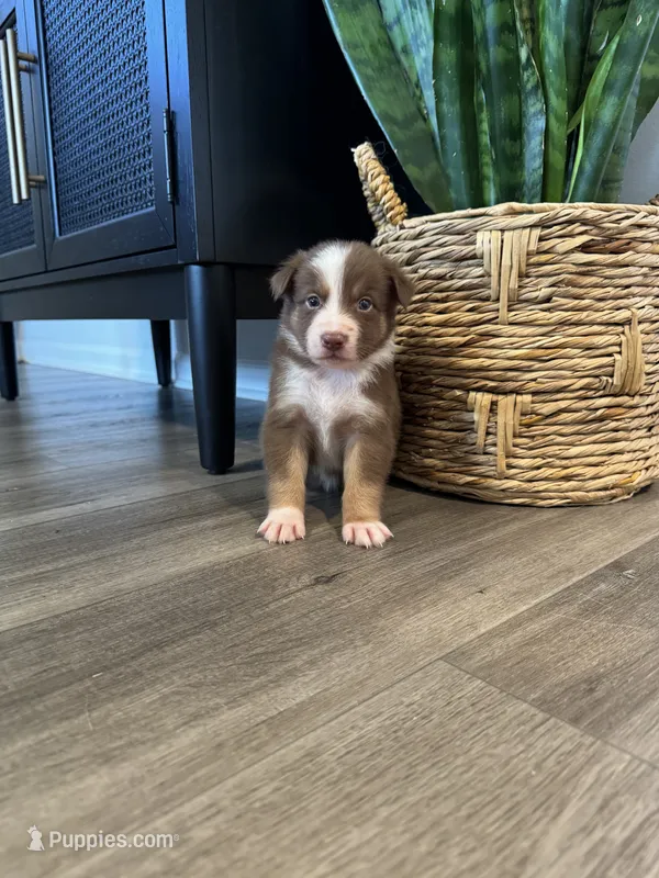 AKC Red Tri Male - Junior, a male Australian Shepherd for sale in Ludowici, GA – 1 of 7