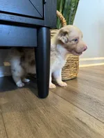 AKC Red Merle Male - DOUG, a male Australian Shepherd for sale in Ludowici, GA – 6 of 8