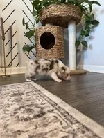 AKC Red Merle Male - DOUG, a male Australian Shepherd for sale in Ludowici, GA – 4 of 8