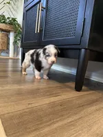 AKC Blue Merle Male - BOB, a male Australian Shepherd for sale in Ludowici, GA – 7 of 9