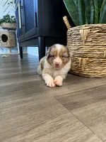 AKC Red Merle Male - DEAN, a male Australian Shepherd for sale in Ludowici, GA – 4 of 9