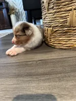 AKC Red Merle Male - DEAN, a male Australian Shepherd for sale in Ludowici, GA – 9 of 9