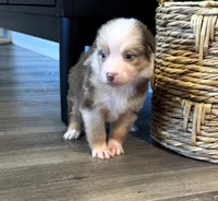 AKC Red Merle Female - PENNY, a female Australian Shepherd for sale in Ludowici, GA – 1 of 9