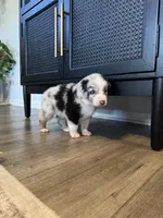 AKC Blue Merle Male - BOB, a male Australian Shepherd for sale in Ludowici, GA – 8 of 9
