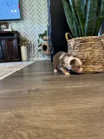 AKC Red Merle Female - PENNY, a female Australian Shepherd for sale in Ludowici, GA – 6 of 9