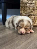 AKC Red Merle Male - DEAN, a male Australian Shepherd for sale in Ludowici, GA – 6 of 9