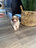 AKC Red Merle Male - DEAN, a male Australian Shepherd for sale in Ludowici, GA – 7 of 9