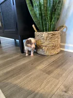 AKC Red Merle Female - DAISY, a female Australian Shepherd for sale in Ludowici, GA – 4 of 10