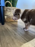 AKC Red Merle Female - PENNY, a female Australian Shepherd for sale in Ludowici, GA – 5 of 9