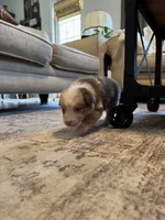 AKC Red Merle Female - PENNY, a female Australian Shepherd for sale in Ludowici, GA – 3 of 9