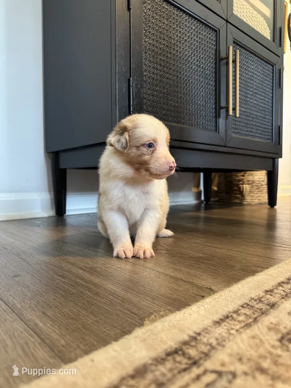 AKC Red Merle Male - DOUG – Australian Shepherd puppy for sale in Ludowici, GA