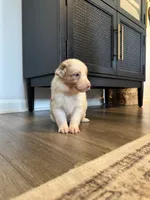 AKC Red Merle Male - DOUG, a male Australian Shepherd for sale in Ludowici, GA – 1 of 8