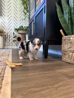 AKC Blue Merle Male - CHONK, a male Australian Shepherd for sale in Ludowici, GA – 4 of 9