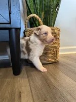 AKC Red Merle Male - DOUG, a male Australian Shepherd for sale in Ludowici, GA – 7 of 8